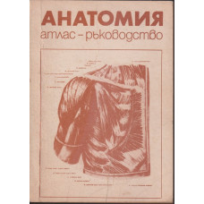 Анатомия Анатомия